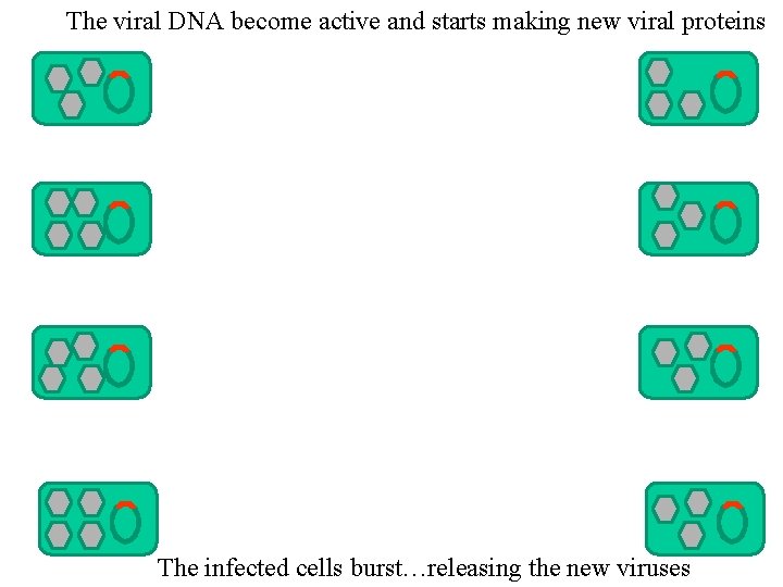 The viral DNA become active and starts making new viral proteins The infected cells