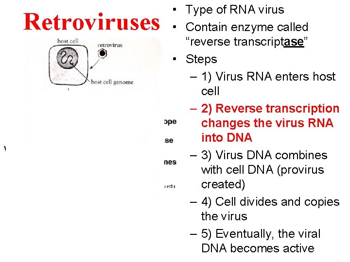 Retroviruses • Type of RNA virus • Contain enzyme called “reverse transcriptase” • Steps