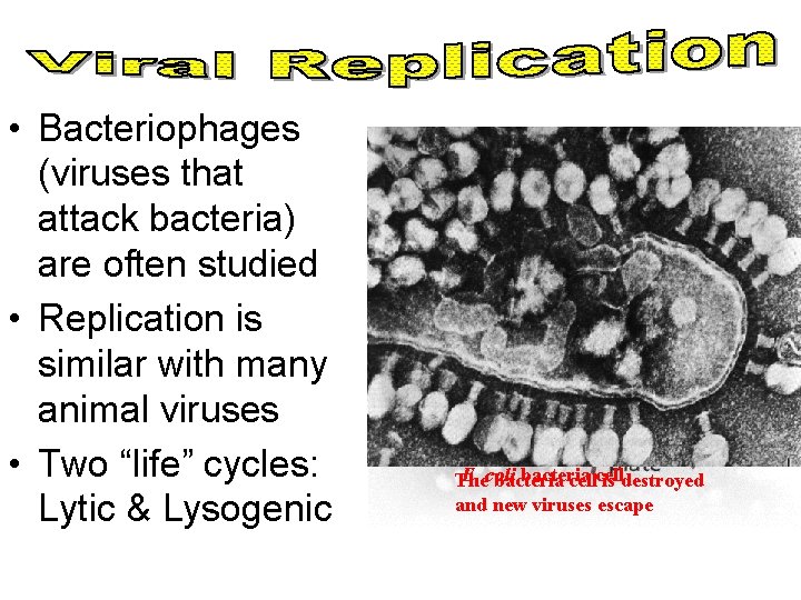 • Bacteriophages (viruses that attack bacteria) are often studied • Replication is similar
