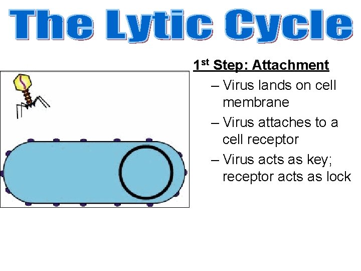 1 st Step: Attachment – Virus lands on cell membrane – Virus attaches to