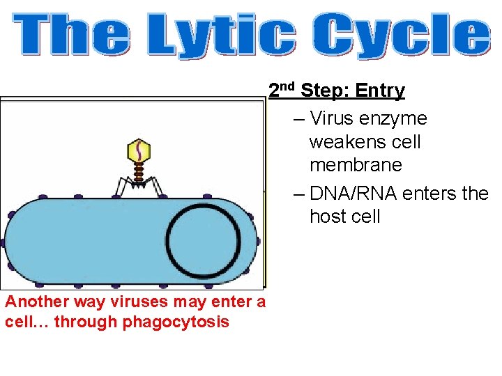 2 nd Step: Entry – Virus enzyme weakens cell membrane – DNA/RNA enters the