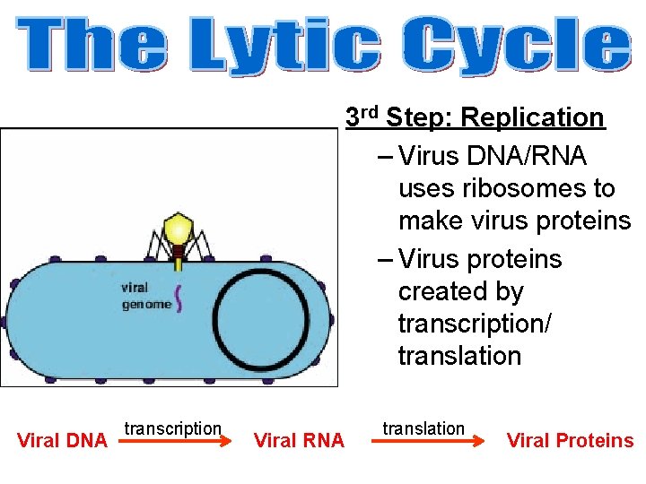 3 rd Step: Replication – Virus DNA/RNA uses ribosomes to make virus proteins –