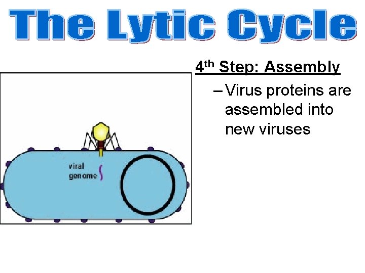 4 th Step: Assembly – Virus proteins are assembled into new viruses 