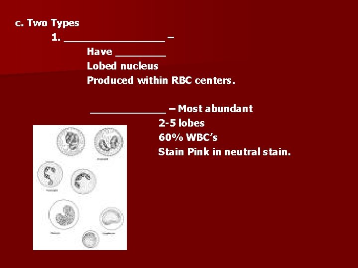 c. Two Types 1. ________ – Have ____ Lobed nucleus Produced within RBC centers.