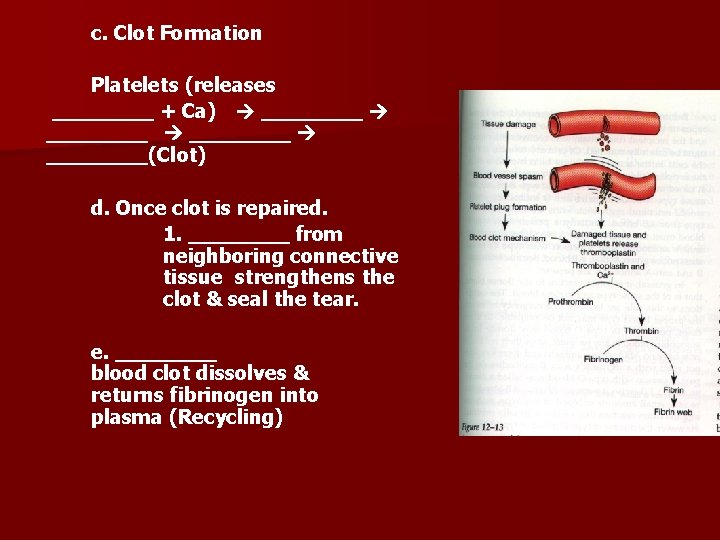 c. Clot Formation Platelets (releases ____ + Ca) ________(Clot) d. Once clot is repaired.