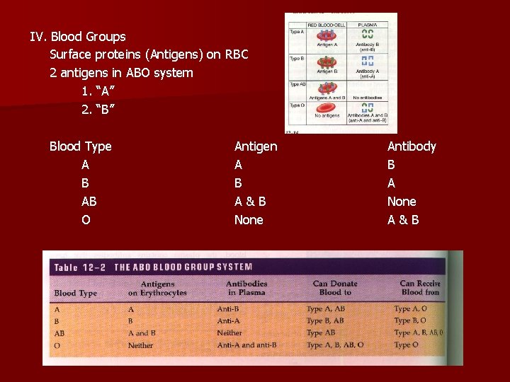 IV. Blood Groups Surface proteins (Antigens) on RBC 2 antigens in ABO system 1.