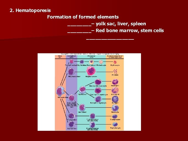 2. Hematoporesis Formation of formed elements ____– yolk sac, liver, spleen ____– Red bone