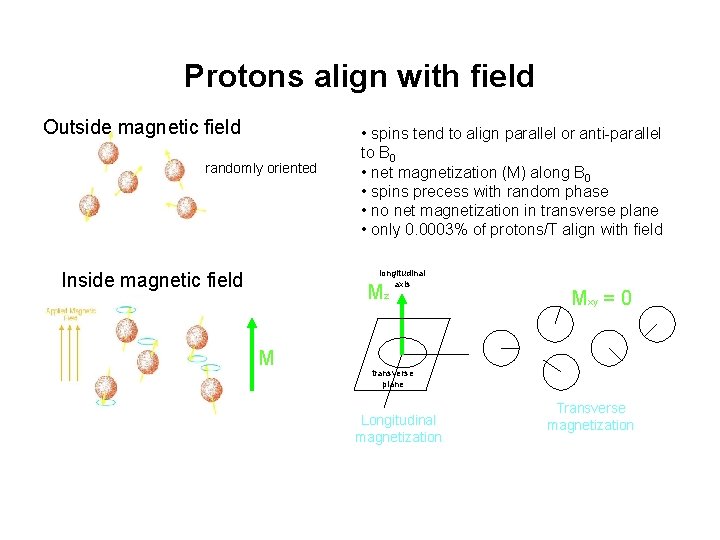 Protons align with field Outside magnetic field randomly oriented • spins tend to align