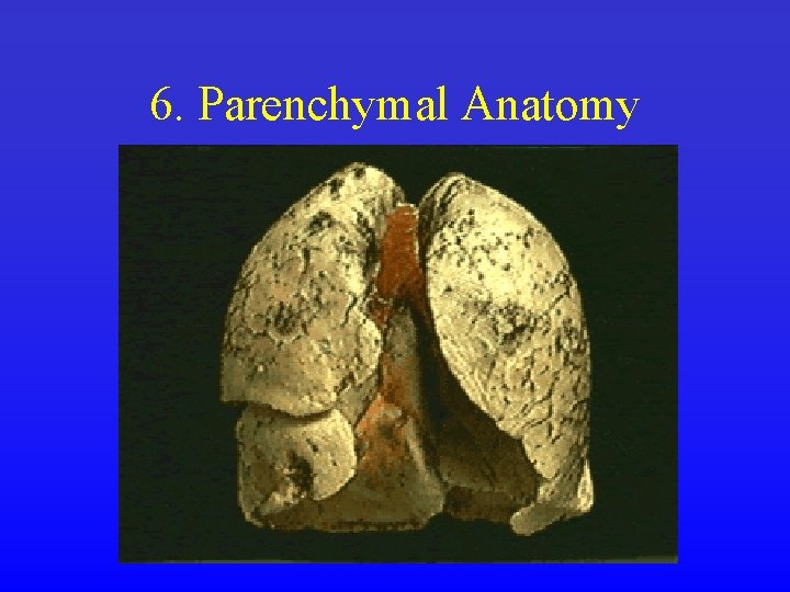 6. Parenchymal Anatomy 