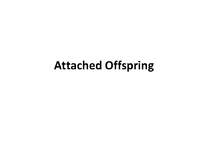 Attached Offspring 