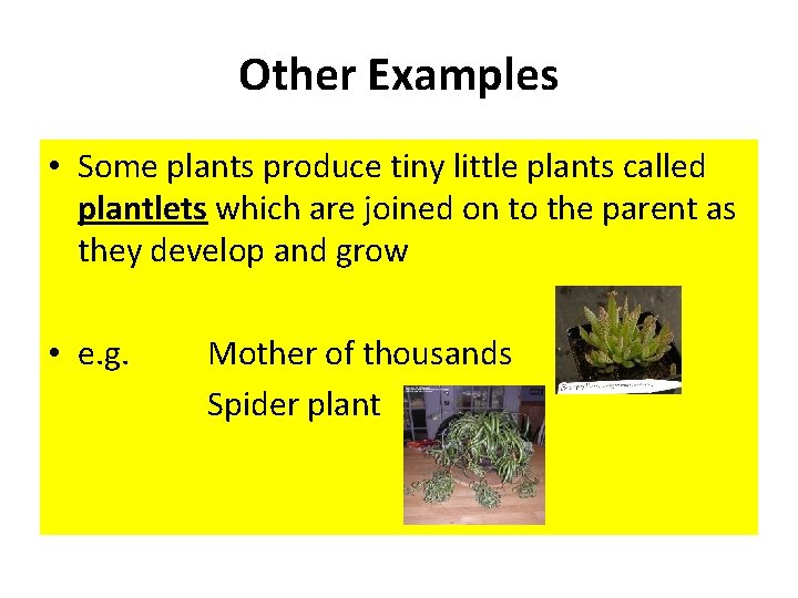 Other Examples • Some plants produce tiny little plants called plantlets which are joined