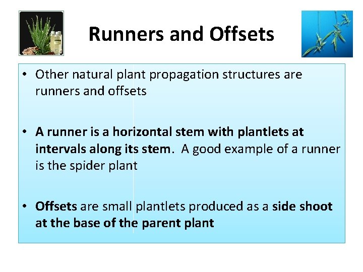 Runners and Offsets • Other natural plant propagation structures are runners and offsets •