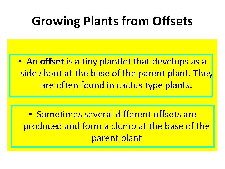 Growing Plants from Offsets • An offset is a tiny plantlet that develops as