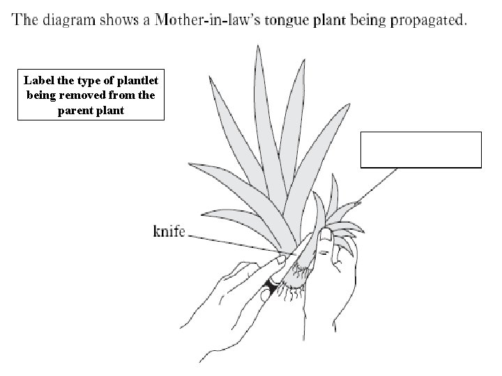 Label the type of plantlet being removed from the parent plant 