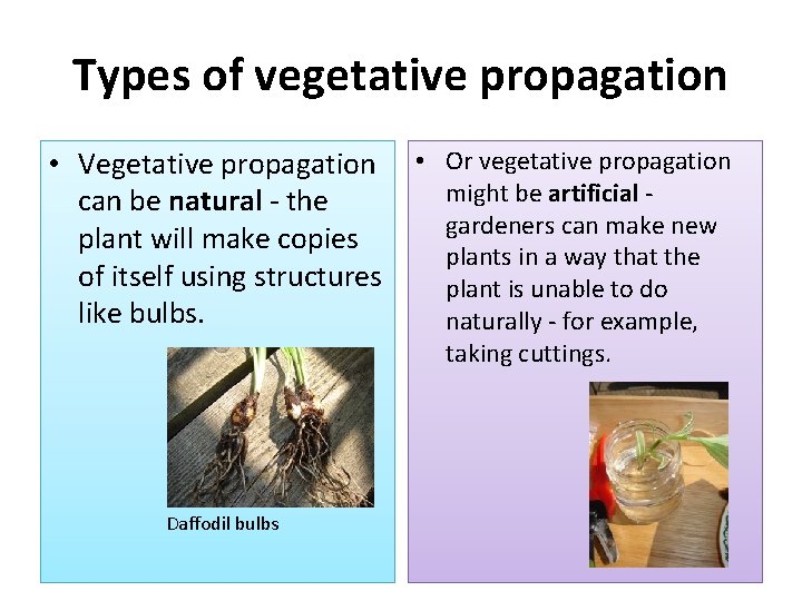 Types of vegetative propagation • Vegetative propagation can be natural - the plant will