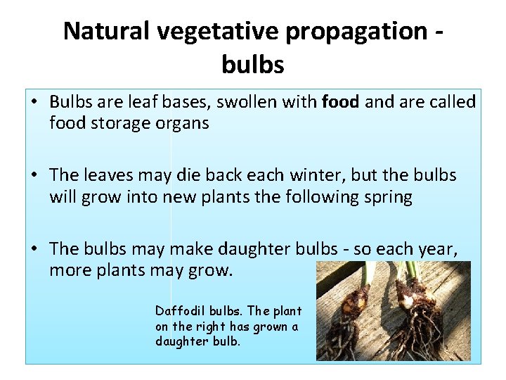 Natural vegetative propagation bulbs • Bulbs are leaf bases, swollen with food and are
