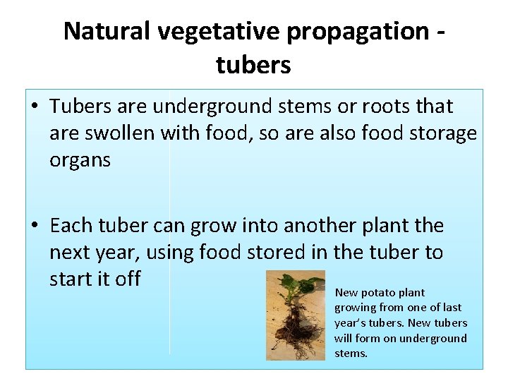 Natural vegetative propagation tubers • Tubers are underground stems or roots that are swollen