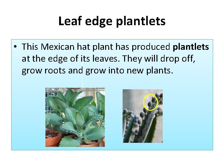 Leaf edge plantlets • This Mexican hat plant has produced plantlets at the edge