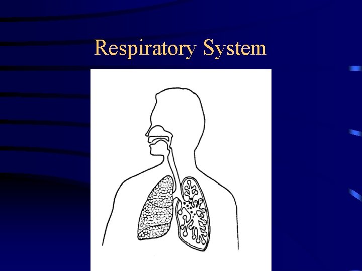Respiratory System 