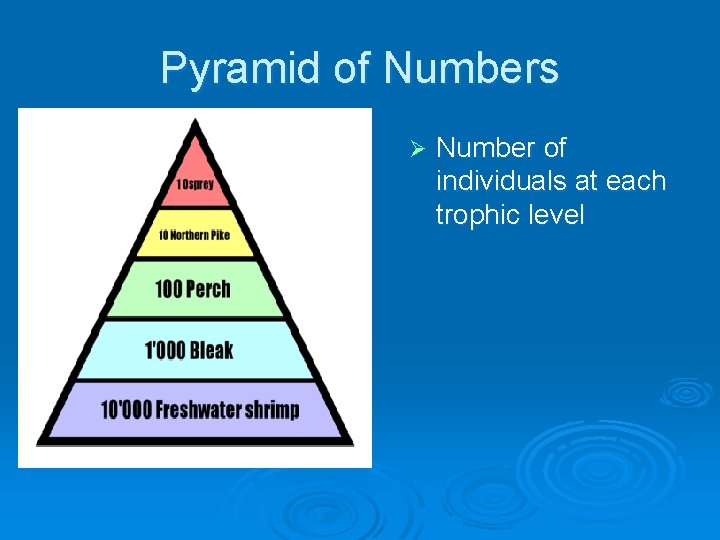 Pyramid of Numbers Ø Number of individuals at each trophic level 