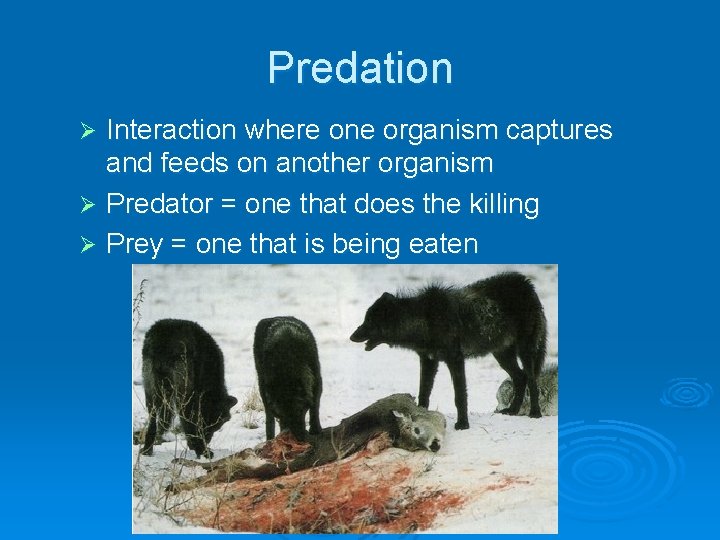 Predation Interaction where one organism captures and feeds on another organism Ø Predator =