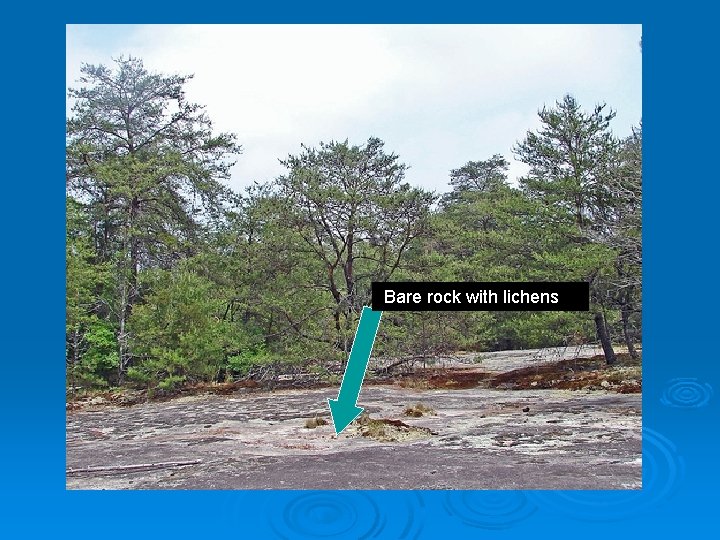 Bare rock with lichens 