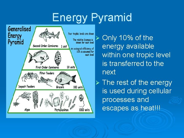 Energy Pyramid Only 10% of the energy available within one tropic level is transferred