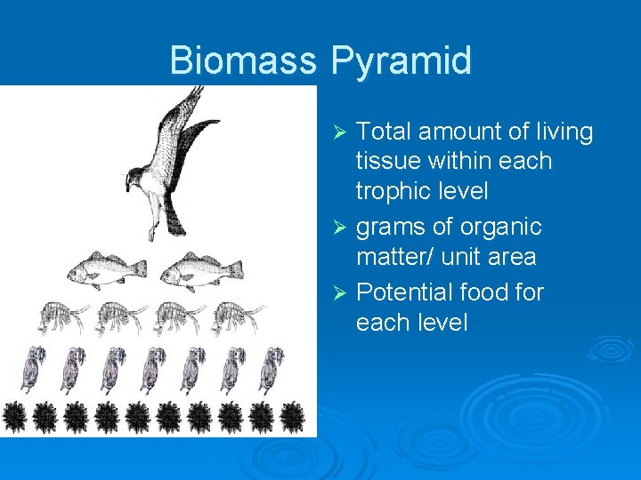 Biomass Pyramid Total amount of living tissue within each trophic level Ø grams of