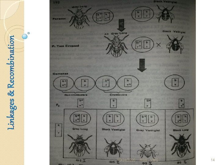 10/24/2020 RSS - VMS 14 Linkages & Recombination 