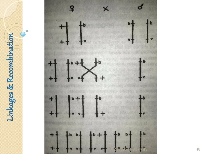 10/24/2020 RSS - VMS 16 Linkages & Recombination 