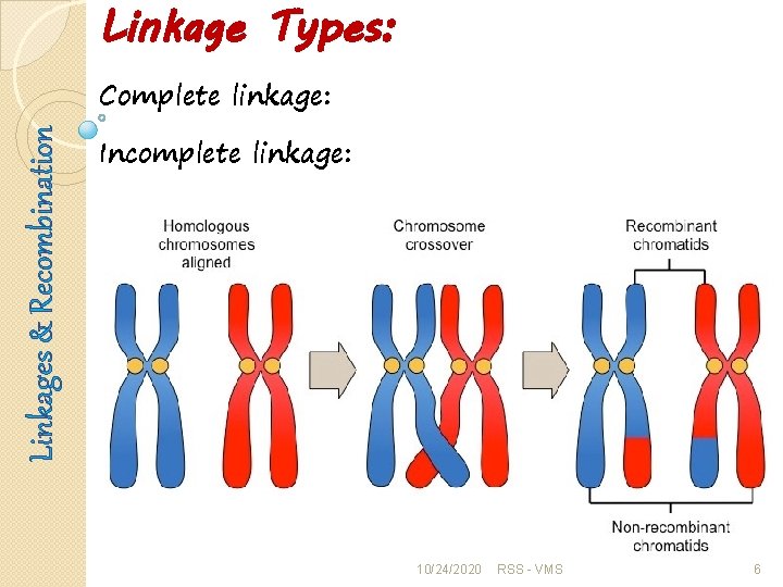 Linkage Types: Linkages & Recombination Complete linkage: Incomplete linkage: 10/24/2020 RSS - VMS 6