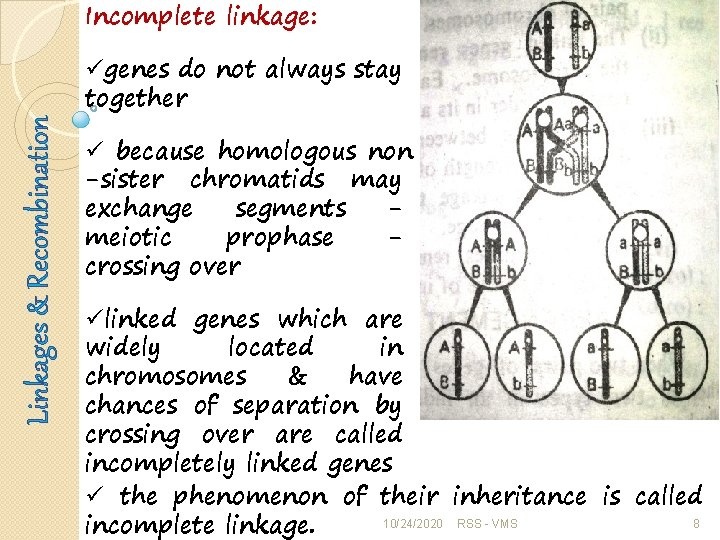 Linkages & Recombination Incomplete linkage: ügenes do not always stay together ü because homologous