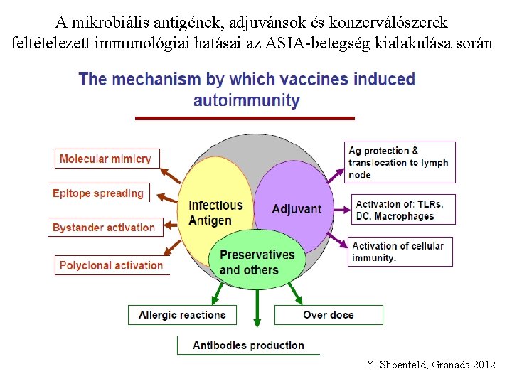 A mikrobiális antigének, adjuvánsok és konzerválószerek feltételezett immunológiai hatásai az ASIA-betegség kialakulása során Y.