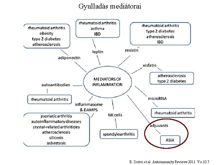 Gyulladás mediátorai R. Scrivo et. al. Autoimmunity Reviews 2011. Vo. 10. 7. 