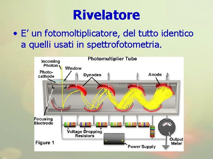 Rivelatore • E’ un fotomoltiplicatore, del tutto identico a quelli usati in spettrofotometria. 