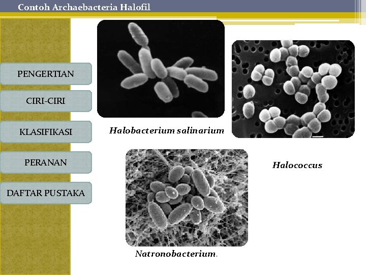 Contoh Archaebacteria Halofil PENGERTIAN CIRI-CIRI KLASIFIKASI Halobacterium salinarium PERANAN Halococcus DAFTAR PUSTAKA Natronobacterium. 