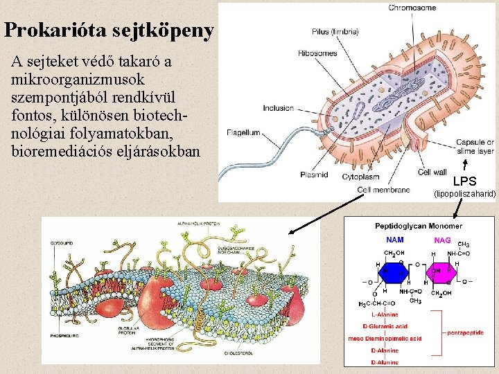 Prokarióta sejtköpeny A sejteket védő takaró a mikroorganizmusok szempontjából rendkívül fontos, különösen biotechnológiai folyamatokban,