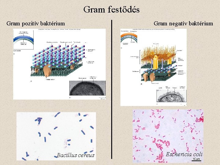 Gram festődés Gram pozitív baktérium Bacillus cereus Gram negatív baktérium Eschericia coli 