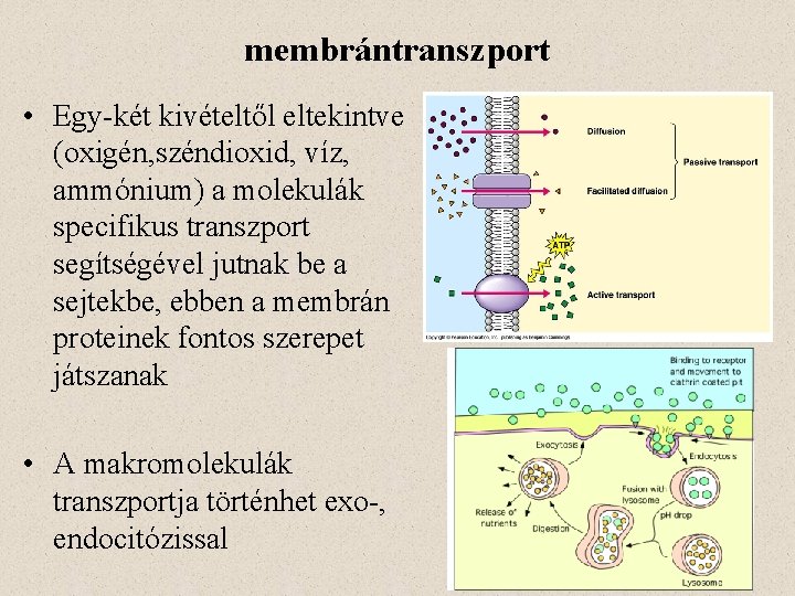 membrántranszport • Egy-két kivételtől eltekintve (oxigén, széndioxid, víz, ammónium) a molekulák specifikus transzport segítségével