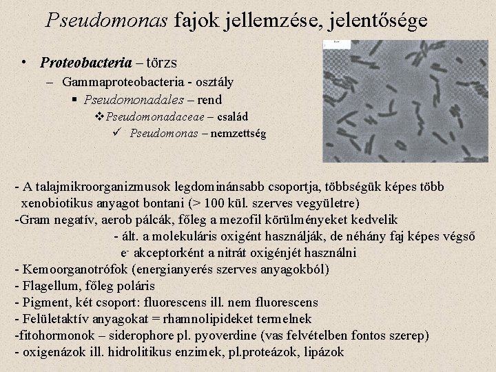 Pseudomonas fajok jellemzése, jelentősége • Proteobacteria – törzs – Gammaproteobacteria - osztály § Pseudomonadales