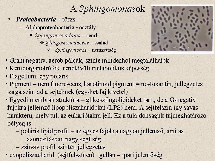 A Sphingomonasok • Proteobacteria – törzs – Alphaproteobacteria - osztály § Sphingomonadales – rend