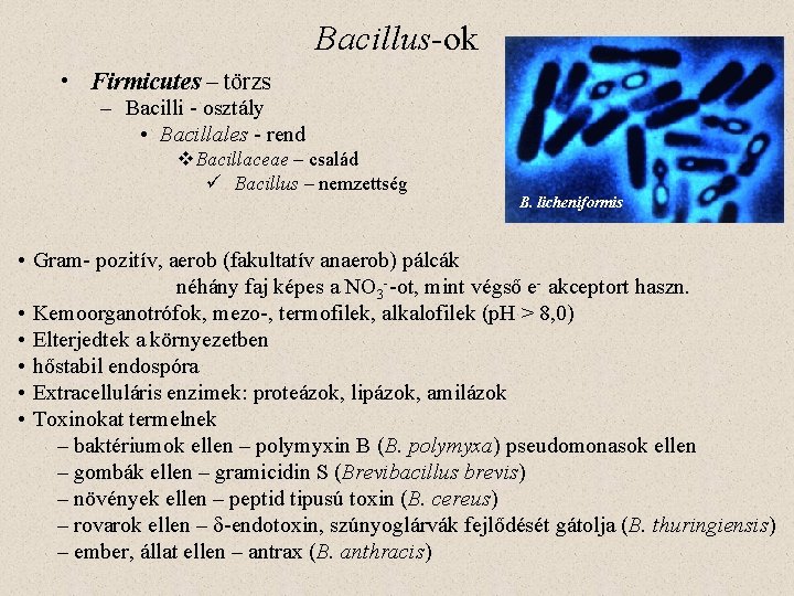 Bacillus-ok • Firmicutes – törzs – Bacilli - osztály • Bacillales - rend v.