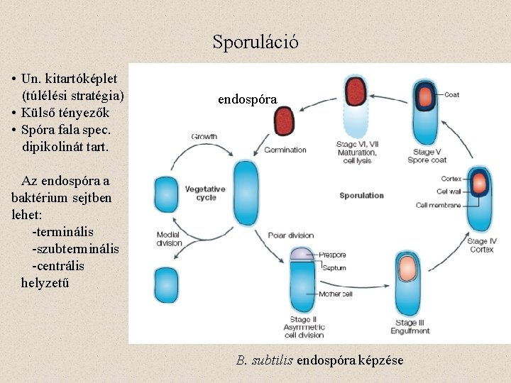 Sporuláció • Un. kitartóképlet (túlélési stratégia) • Külső tényezők • Spóra fala spec. dipikolinát