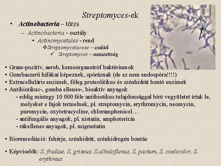 Streptomyces-ek • Actinobacteria – törzs – Actinobacteria - osztály • Actinomycetales - rend v.