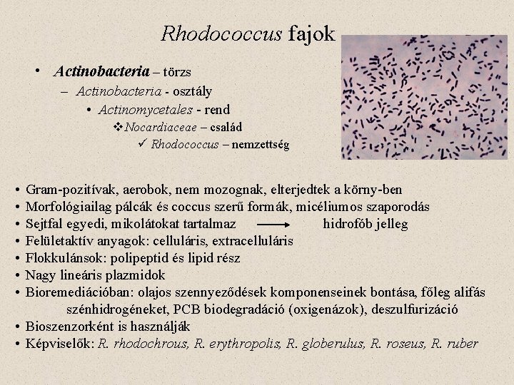 Rhodococcus fajok • Actinobacteria – törzs – Actinobacteria - osztály • Actinomycetales - rend