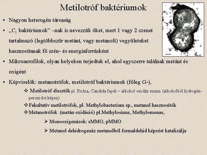 Metilotróf baktériumok • Nagyon heterogén társaság • „C 1 baktériumok” –nak is nevezzük őket,