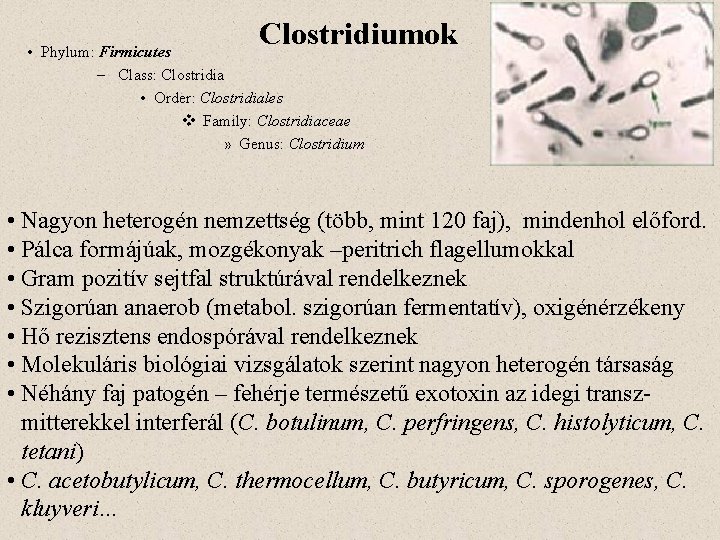 Clostridiumok • Phylum: Firmicutes – Class: Clostridia • Order: Clostridiales v Family: Clostridiaceae »