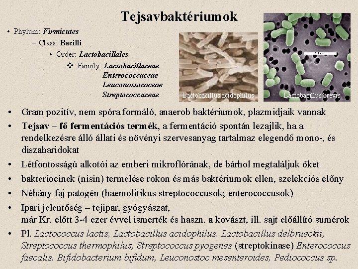 Tejsavbaktériumok • Phylum: Firmicutes – Class: Bacilli • Order: Lactobacillales v Family: Lactobacillaceae Enterococcaceae