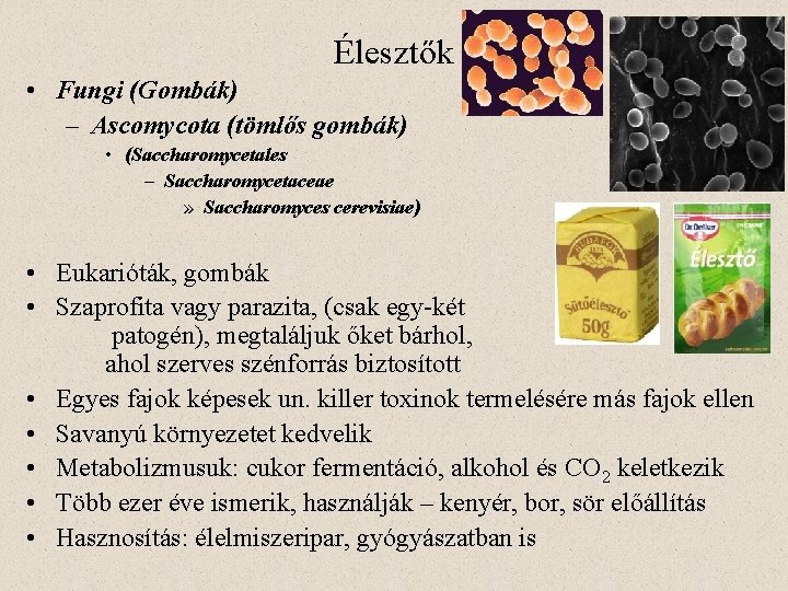 Élesztők • Fungi (Gombák) – Ascomycota (tömlős gombák) • (Saccharomycetales – Saccharomycetaceae » Saccharomyces