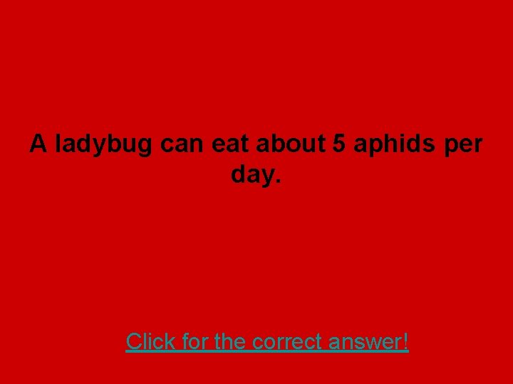 A ladybug can eat about 5 aphids per day. Click for the correct answer!